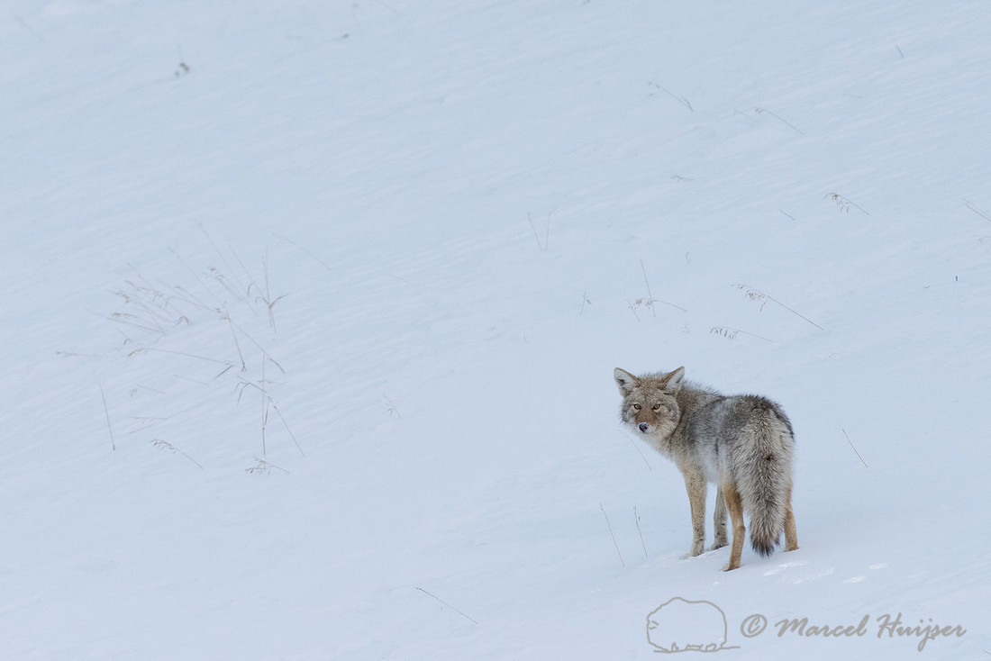 Coyote (Canis latrans) in the snow, Wyoming, USA