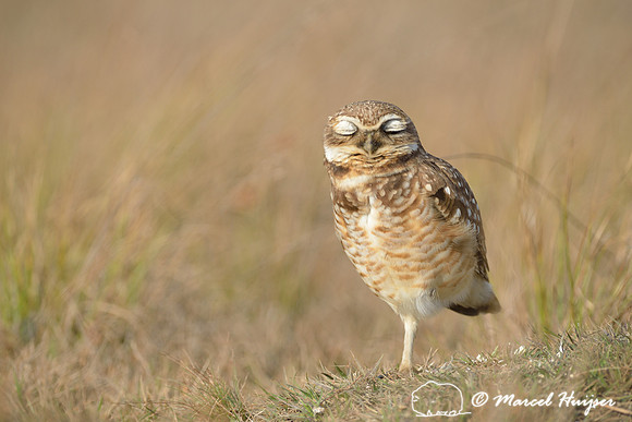 Burrowing owl (Athene cunicularia), Estação Experimental e a Estação Ecológica de Itirapina, São Paulo, Brazil