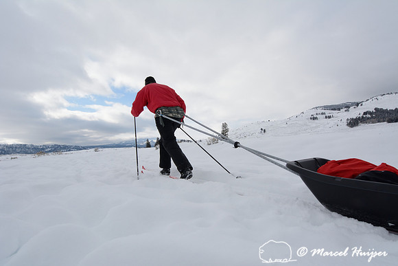 Marcel Huijser pulls cargo sled on cross country skis, Wyoming, USA