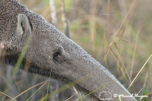 Giant anteater (Myrmecophaga tridactyla), Parque Nacional da Serra da Canastra, Minas Gerais, Brazil