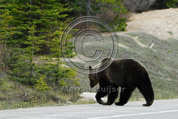 Grizzly bear (Ursus arctos) crossing road with traffic, AB