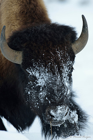 Bison (Bison bison) moving head side to side to move snow to access vegetation under the snow, Wyoming, USA