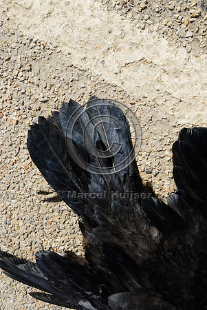 Common Raven (Corvus corax) roadkill, Montana, USA