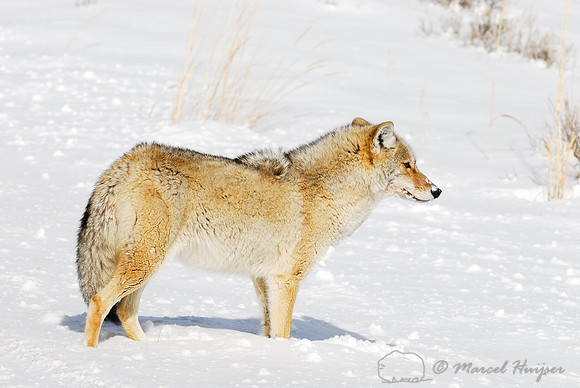 Coyote (Canis latrans) in the snow, Wyoming, USA