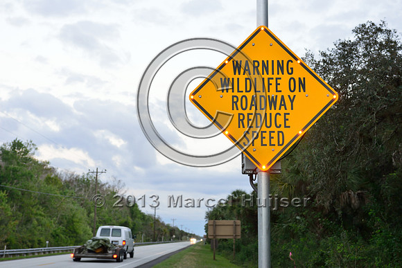 Activated warning sign animal detection system, Tamiami Trail, US Hwy 41, Florida, USA