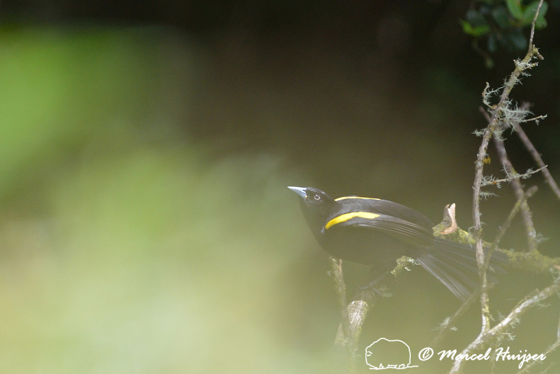 Golden-winged cacique (Cacicus chrysopterus), Parque Nacional Aparados da Serra, Cânion Itaimbezinho, Rio Grande do Sul, Brazil