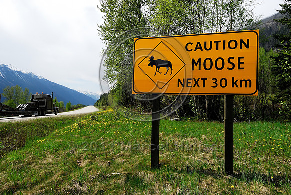 Moose (Alces alces) warning sign, Caution Moose Next 30 km, BC