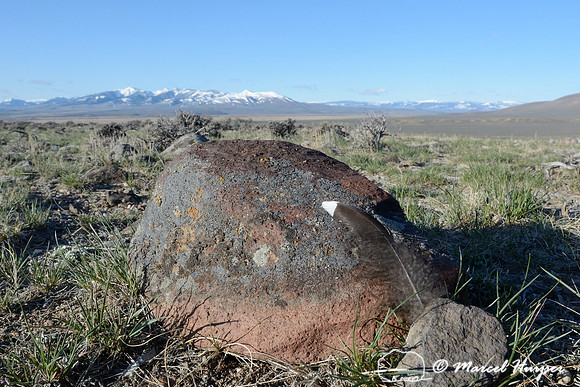 Tail feather of greater sage-grouse (Centrocercus urophasianus) displaying at lek, Montana, USA