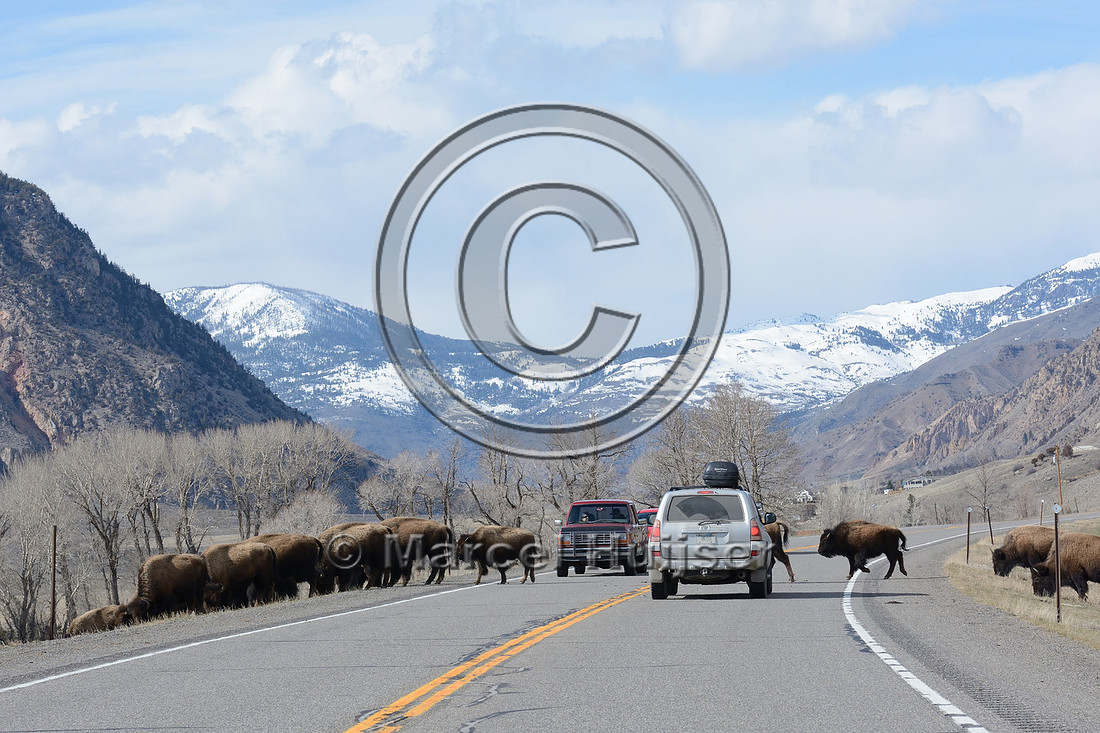 Bison (Bison bison) crossing the road, US Hwy 89, north of Gardiner, Montana, USA