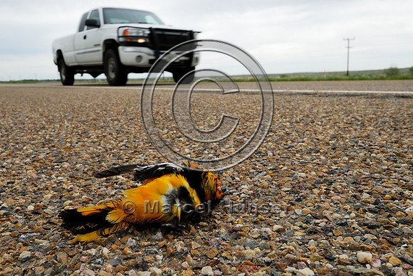 Bullock's oriole, (Icterus bullockii) roadkill, Montana, USA