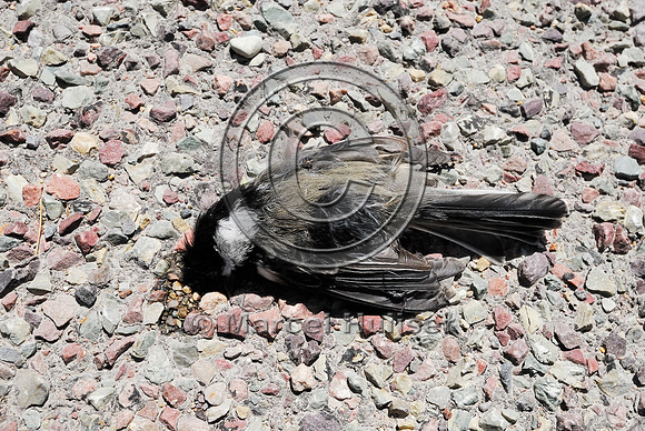 Black-capped chickadee (Poecile atricapillus) roadkill, Montana, USA
