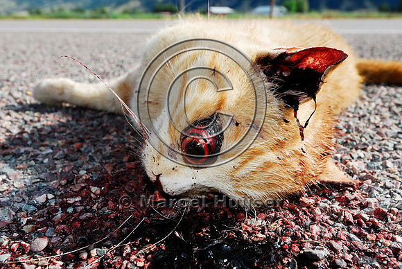 Domestic cat (Felis catus) roadkill, Montana