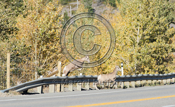 Bighorn sheep (Ovis canadensis) on and along highway at a fence