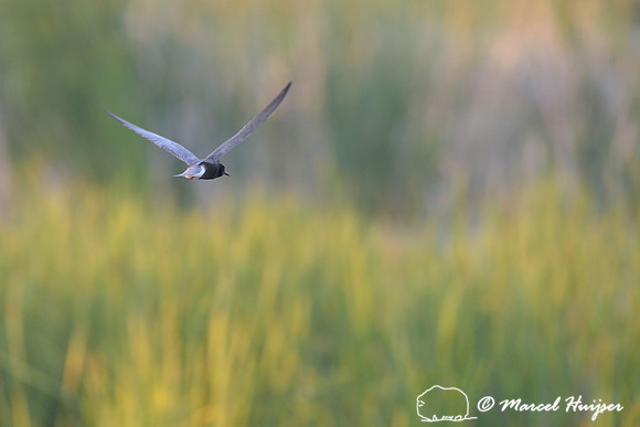 Black tern (Chlidonias niger), Horicon Marsh, Wisconsin, USA