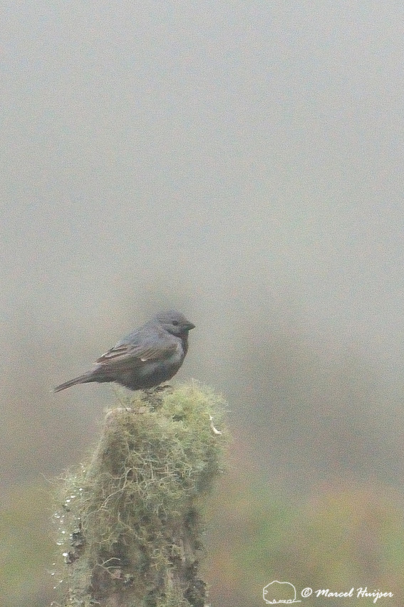 Black-bellied seedeater (Sporophila melanogaster), Parque Nacional Aparados da Serra, Rio Grande do Sul, Brazil (near threatened (IUCN, 2015)