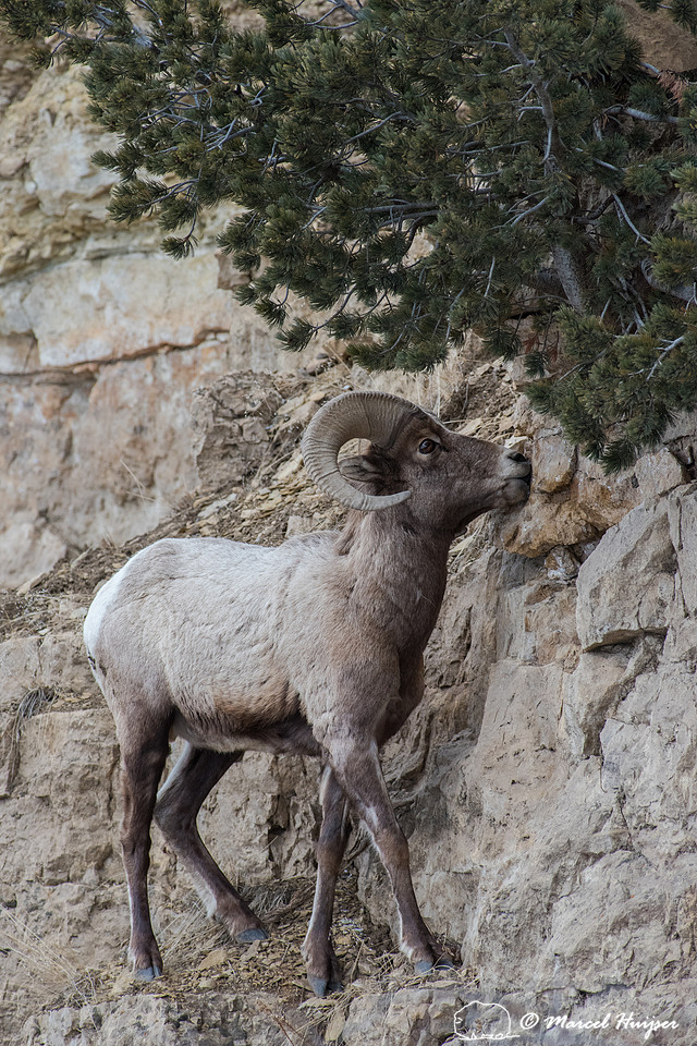 Bighorn sheep ram (Ovis canadensis) licking minerals on cliff, W