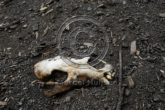 Bear (Ursus spp.) roadkill skull at wildlife composting facility, Montana