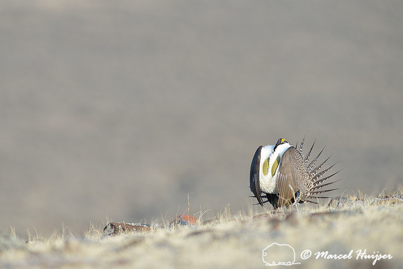 Greater sage-grouse (Centrocercus urophasianus), Montana, USA