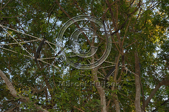 Canopy crossing for brown howler monkeys (Alouatta guariba clamitans), near Porto Alegre, Rio Grande do Sul, Brazil