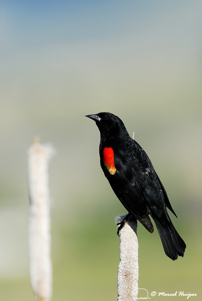 Red-winged blackbird (Agelaius phoeniceus) on cattail (Typha spp.), Montana, USA