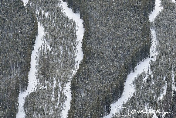 Cut forest and regrowth in the snow, Montana, USA