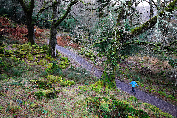 Hiking trail through native oak woodland, Killarney National Park, Ireland
