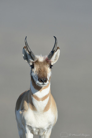 Pronghorn (Antilocapra americana), Montana, USA