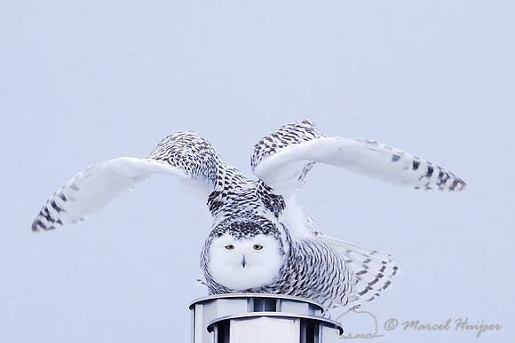 Snowy Owl (Bubo scandiacus), Montana, USA