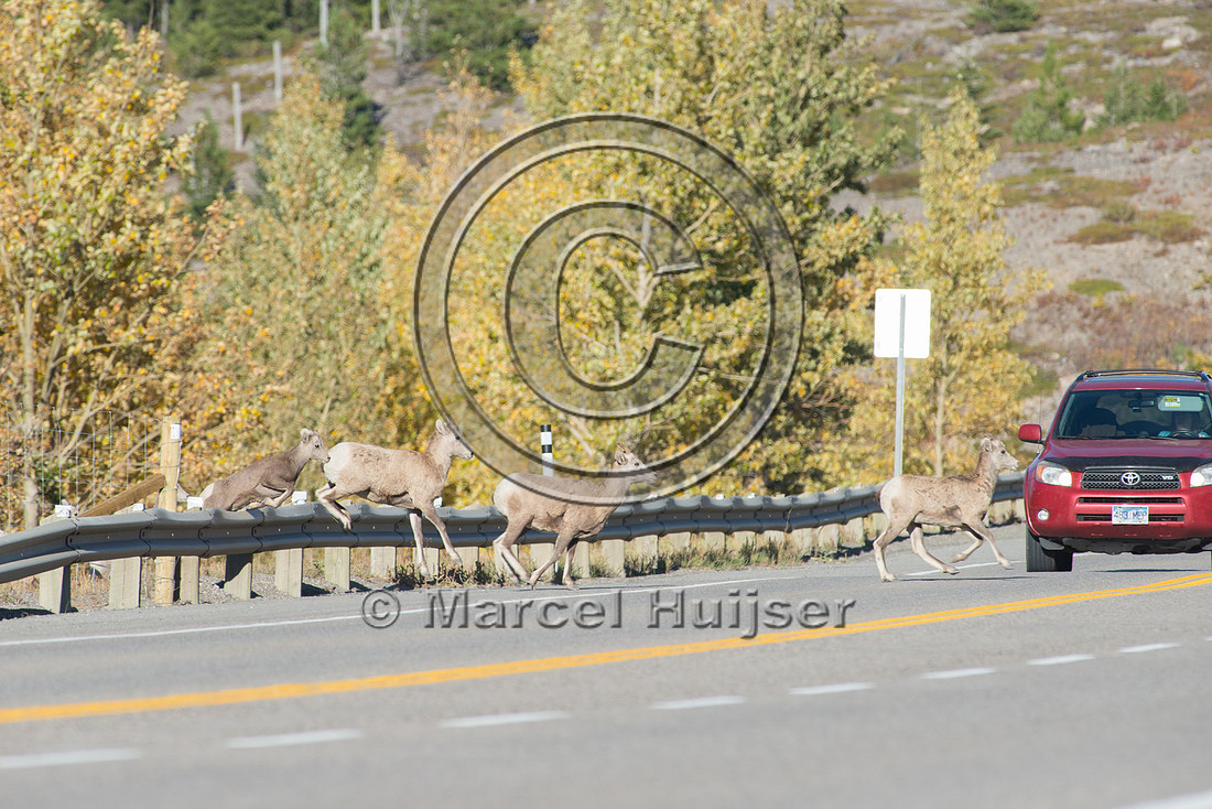 Bighorn sheep (Ovis canadensis) on and along highway at a fence