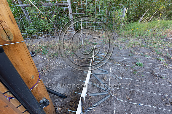 Installing electric fence and gates at a melon field to keep bla