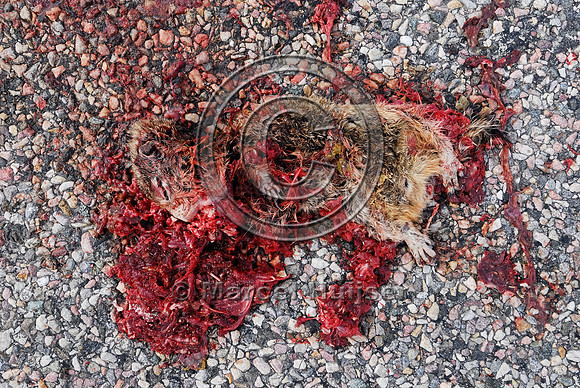 Uinta ground squirrel (Urocitellus armatus) roadkill, Hwy 278, west of Dillon, Montana, USA
