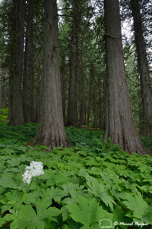 False bugbane (Trautvetteria caroliniensis) in western red cedar forest (Thuja plicata), DeVoto Memorial Cedar Grove, Idaho, USA