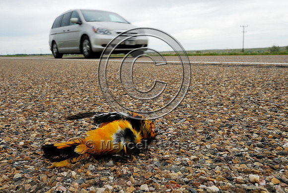 Bullock's oriole, (Icterus bullockii) roadkill, Montana, USA