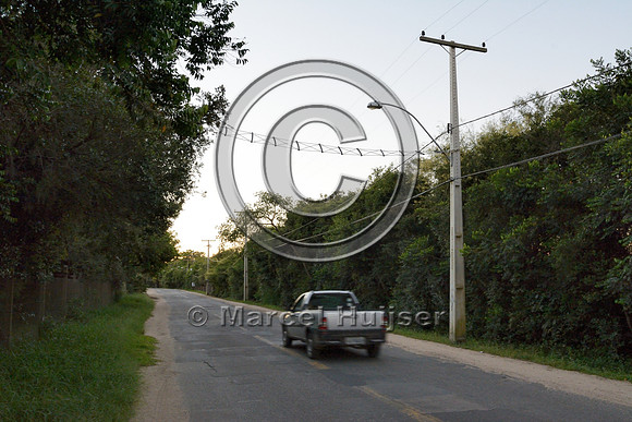 Canopy crossing for brown howler monkeys (Alouatta guariba clamitans), near Porto Alegre, Rio Grande do Sul, Brazil