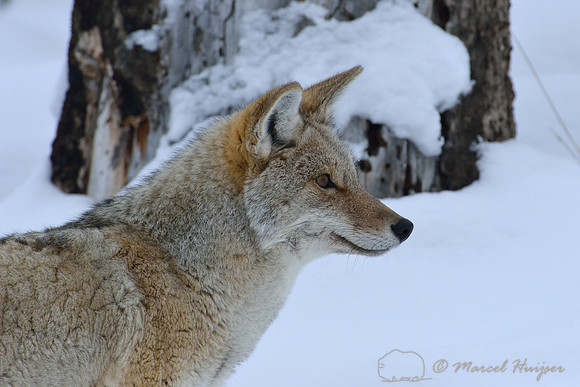 Coyote (Canis latrans) in  snowy landscape, Wyoming, USA