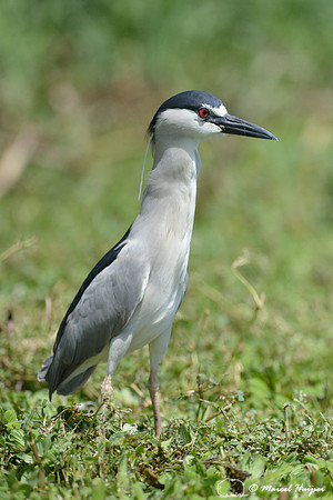 Black-crowned night heron (Nycticorax nycticorax), Tanquã wetland, Rio Piracicaba, São Paulo, Brazil