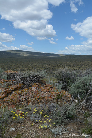 Yellow buckwheat (Eriogonum flavum), near Bannack, Montana, USA