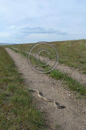 Gopher snake (Pituophis catenifer) on trail, Missoula, Montana