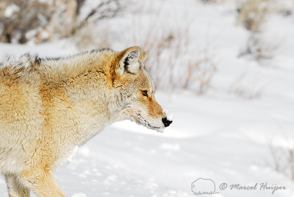 Coyote (Canis latrans) in the snow, Wyoming, USA