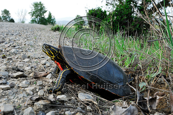 Western painted turtle ( Chrysemys picta bellii) digging a hole and laying eggs along a gravel road, northern Idaho, USA