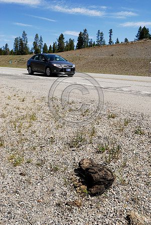 Bison or buffalo (Bison bison) faeces along Hwy 191, West Yellowstone, MT