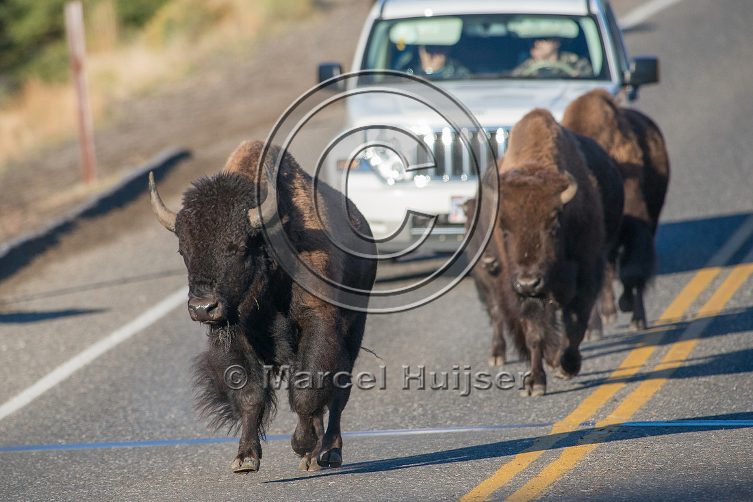 Bison (Bison bison) crossing a bridge across the Yellowstone Riv