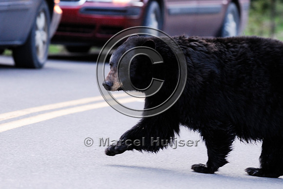 Black bear (Ursus americanus) crossing the road, WY