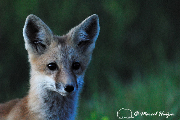 Portrait of red fox (Vulpes vulpes) kit at dusk, Montana, USA