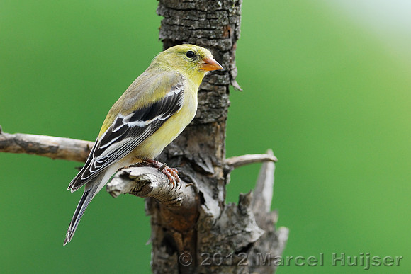 American goldfinch (Carduelis tristis), female, Missoula, Montana, USA