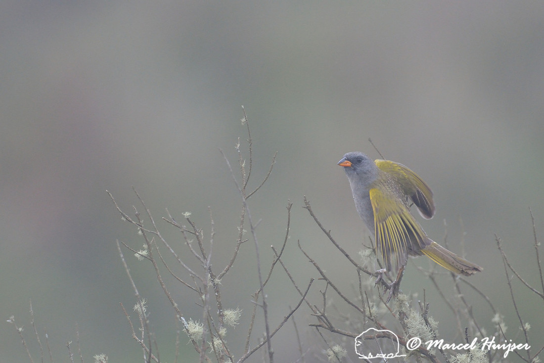 Pampa finch (Embernagra platensis), Parque Nacional Aparados da Serra, Rio Grande do Sul, Brazil
