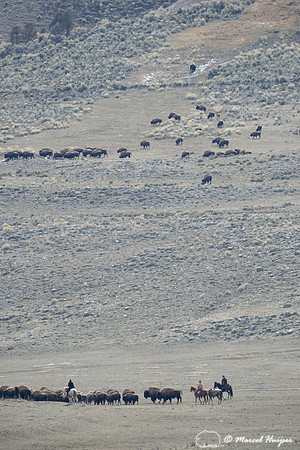 Bison (Bison bison) being herded back towards Yellowstone National park, between Gardiner and Yankee Jim Canyon, Montana, USA