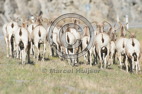 Bighorn sheep (Ovis canadensis) on and along highway at a fence