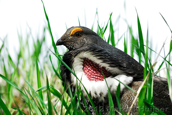 Blue grouse (Dendragapus obscurus) courting, Montana, USA