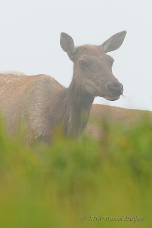Tule elk (Cervus canadensis ssp. nannodes) cow, Point Reyes National Seashore, California, USA.